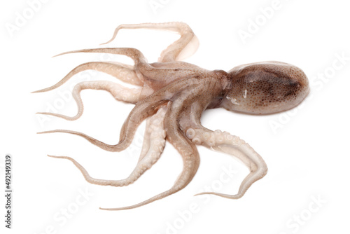 Octopus on white background  © zcy