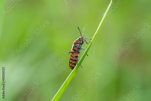 Colorfull bug at green grass  © banjongseal324