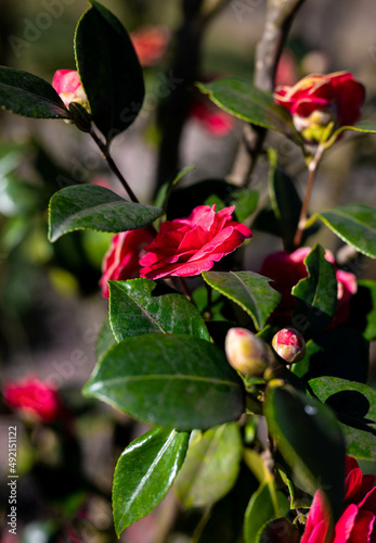 wild pink rose flowers called camellia japonica in the forest