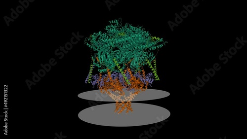 Plasmodium translocon of exported proteins (PTEX) core complex in the engaged state. Animated 3D cartoon and Gaussian surface models, chain entity color scheme, PDB 6e10, black background photo