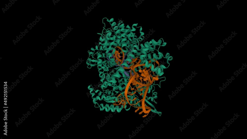 Structure of Streptococcus pyogenes Cas9 in complex with guide RNA ...