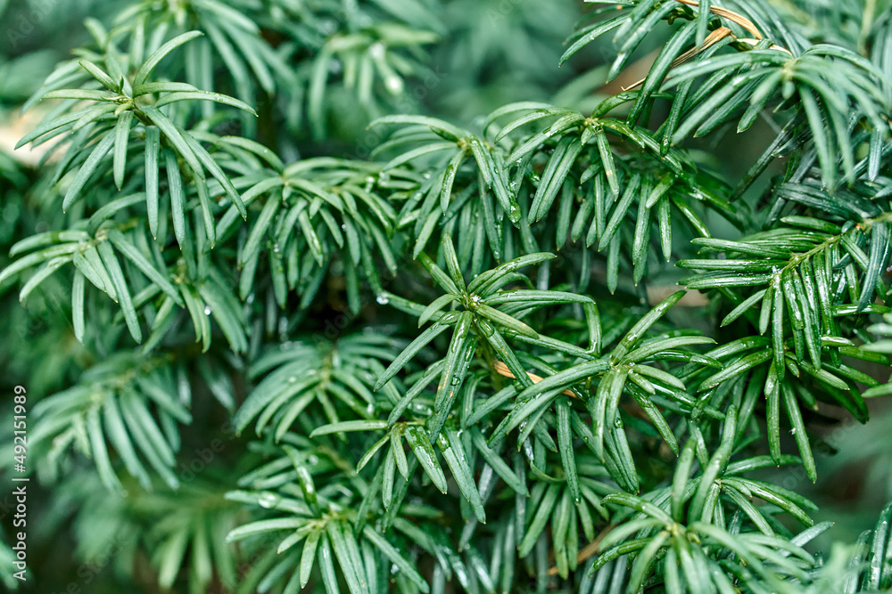 Fototapeta premium Juicy green branches of common yew as floral background extreme closeup. Wild coniferous plant in natural ecosystem. Ecology and environment protection