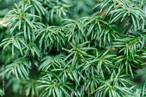Juicy green branches of common yew as floral background extreme closeup. Wild coniferous plant in natural ecosystem. Ecology and environment protection