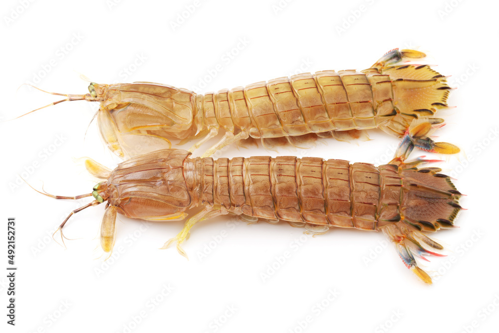 Mantis Shrimp on the white background Mantis Shrimp on the white background
