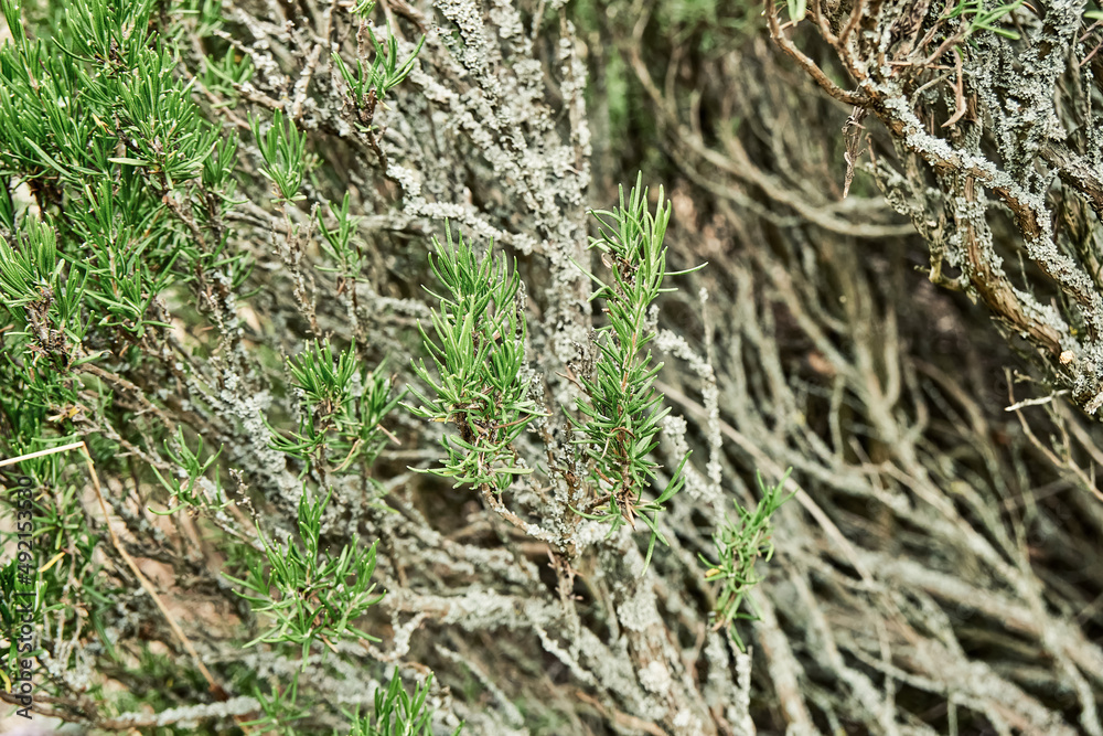 Bunches of vivid rosemary with dry branches growing in private garden. Yard illuminated by bright sunlight with greenery growing in pots closeup Bunches of vivid rosemary with dry branches growing in private garden. Yard illuminated by bright sunlight with greenery growing in pots closeup