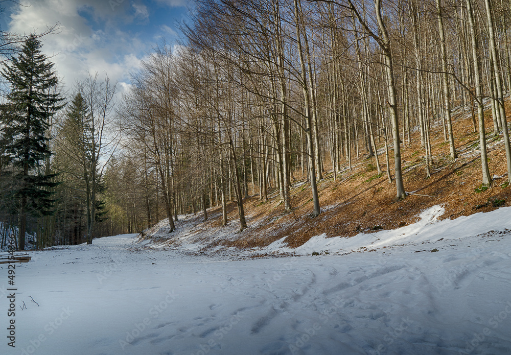 Sunny early spring day in the forest Sunny early spring day in the forest