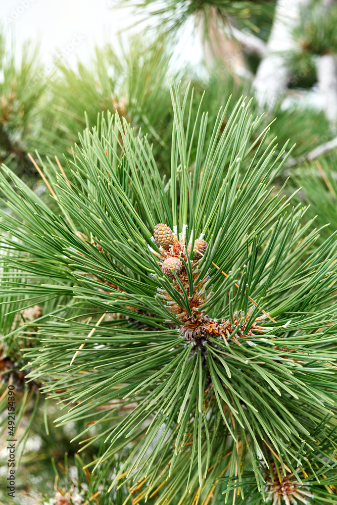 Elegant branch of pine tree with long needles in coniferous wood extreme close view. Evergreen tree in sunny forest. Beauty of wild flora and nature Elegant branch of pine tree with long needles in coniferous wood extreme close view. Evergreen tree in sunny forest. Beauty of wild flora and nature