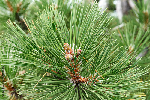 Elegant branch of pine tree with long needles in coniferous wood extreme close view. Evergreen tree in sunny forest. Beauty of wild flora and nature