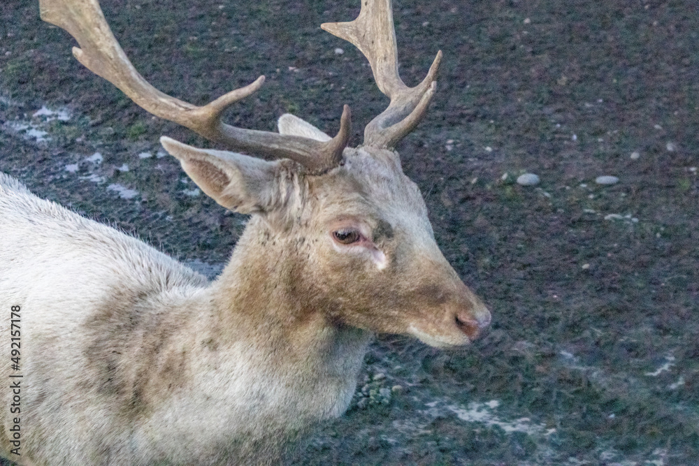 small reindeer walking on muddy roads in mild winter small reindeer walking on muddy roads in mild winter