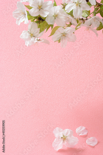 桜の布　和風の布 © tamayura39