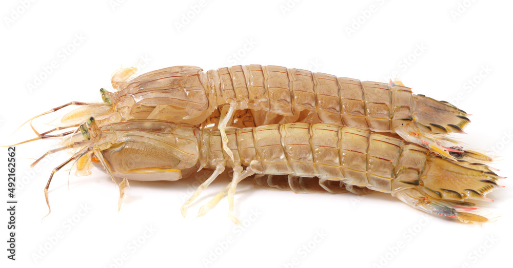 Mantis Shrimp on the white background