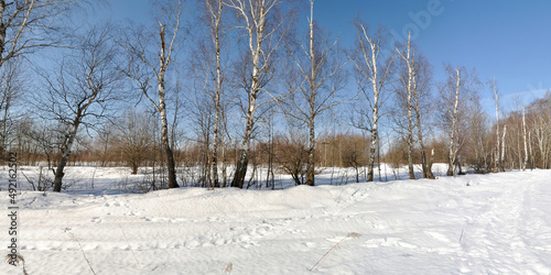 Wallpaper Mural Spring walk through the forest, beautiful panorama. Torontodigital.ca