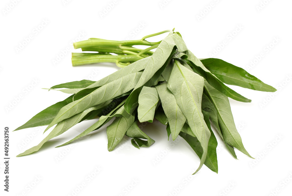 Fototapeta premium Water spinach isolated on white background
