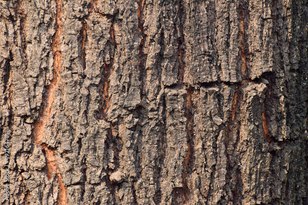 Naklejka premium Bark texture background, naturally texture background