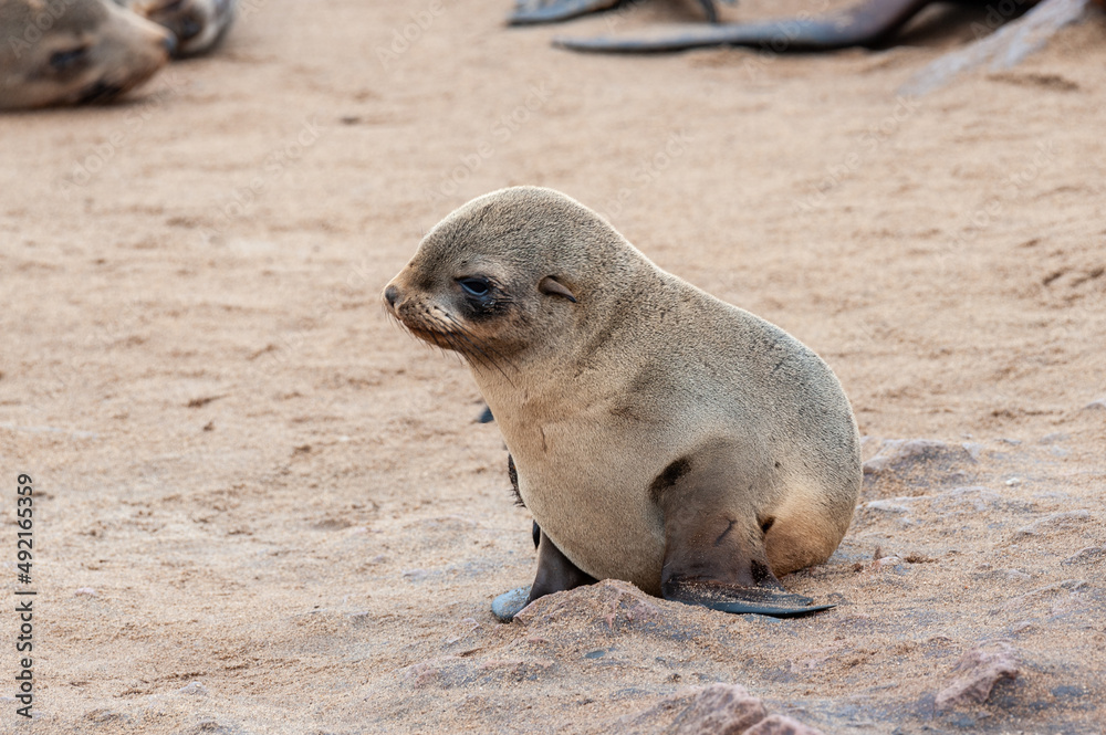 Fototapeta premium Close-up of a seal at the seal colony in Skeleton Coast, Namibia.