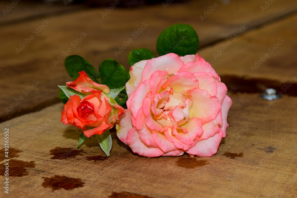 Pink rose flower on vintage wooden background.