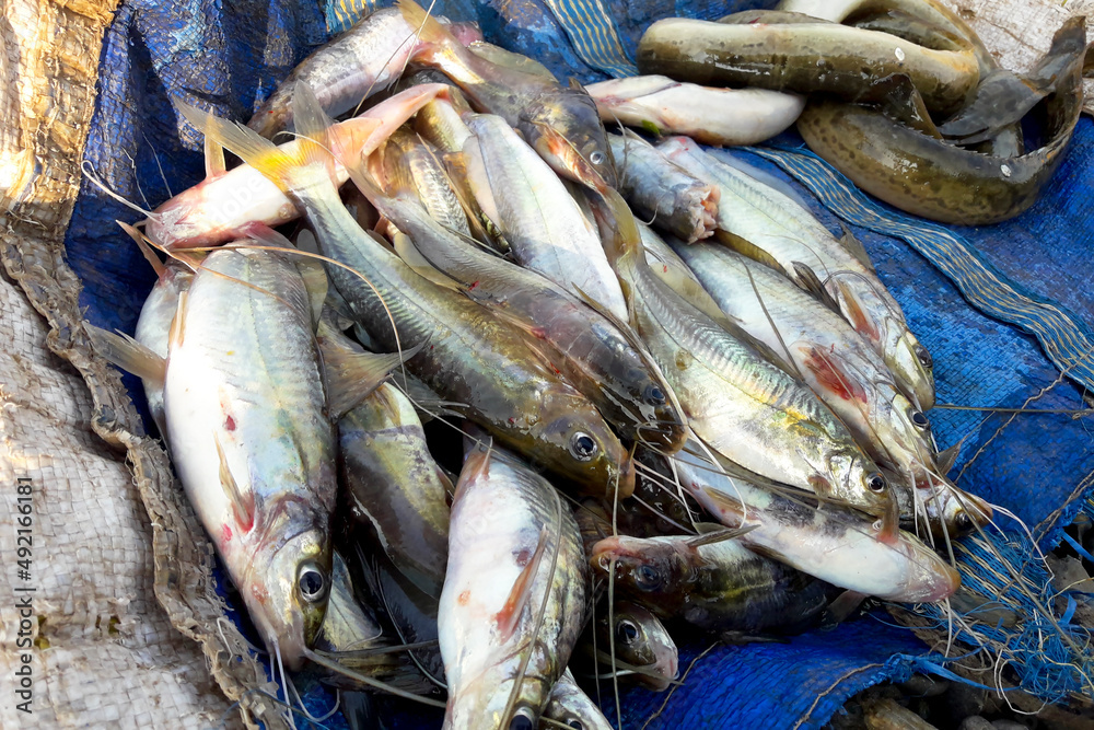 Obraz premium Mystus fish in India, Tengra fish of Indian fish market. 