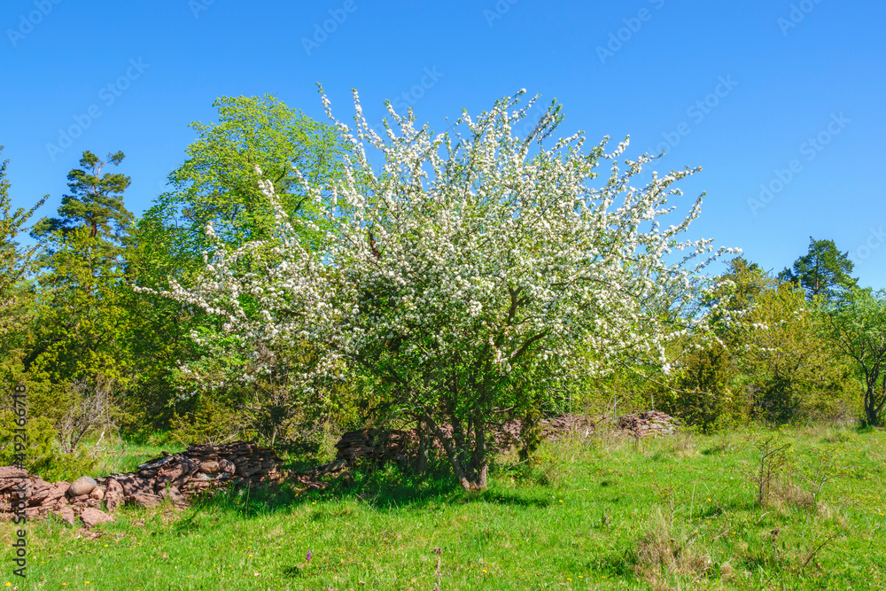 Flowering fruit trees at a meadow in the spring