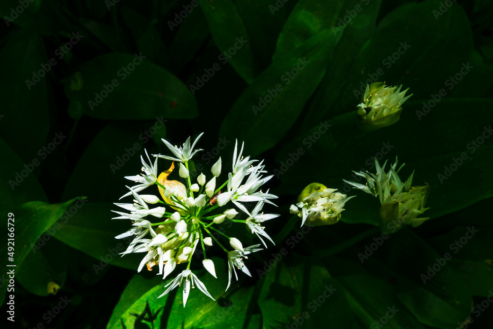Close up at a Wild garlic flower head from above Close up at a Wild garlic flower head from above