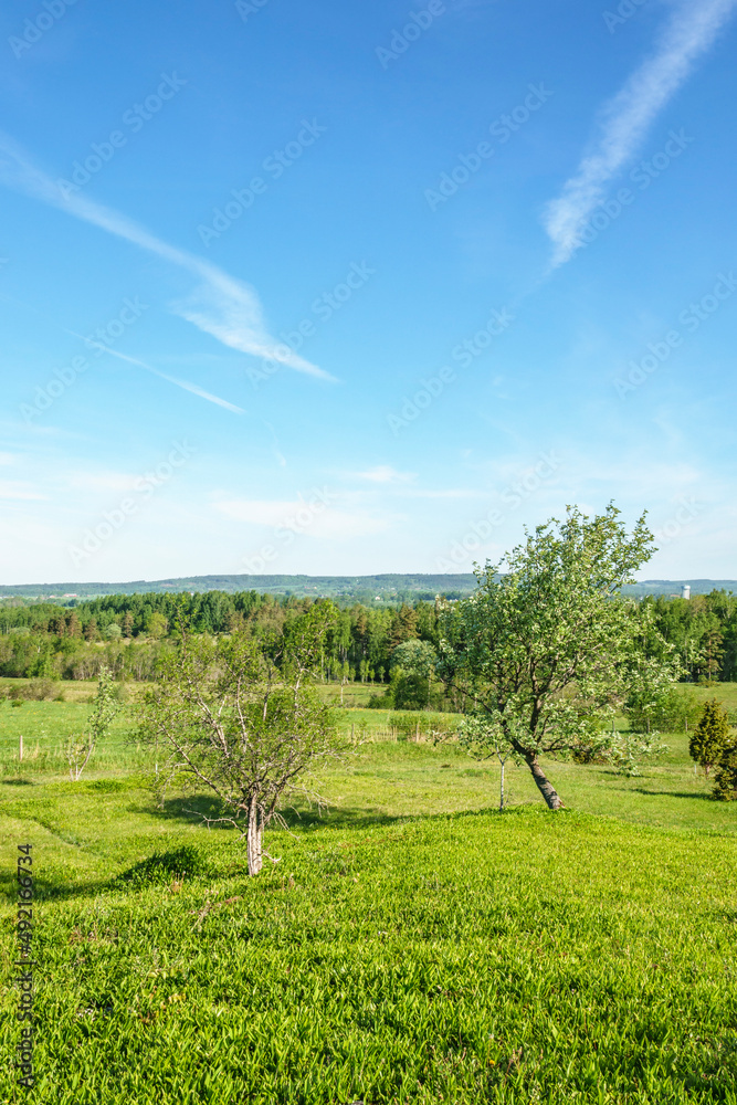 Beautiful summer landscape with trees on a meadow