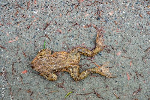 Run over frog on a road © Lars Johansson
