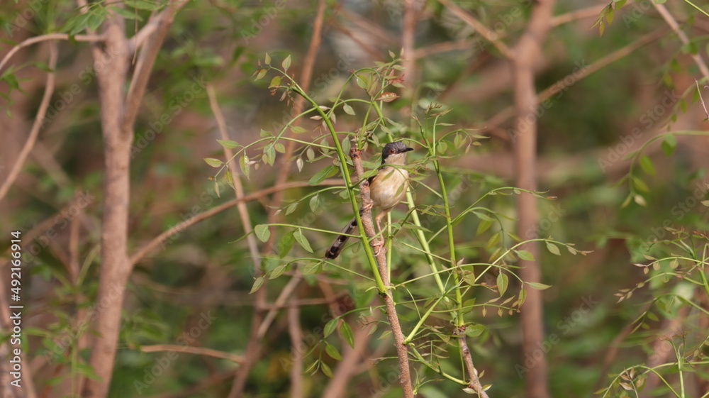 Ashy prinia perched on a tree branch Ashy prinia perched on a tree branch