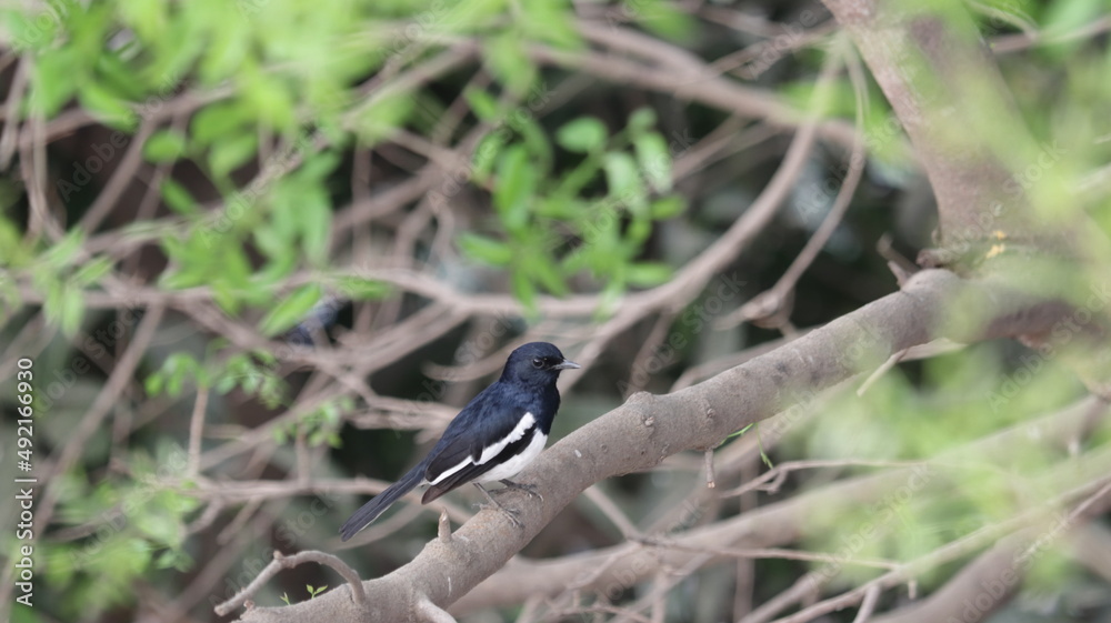 Oriental magpie robin perched on a tree branch Oriental magpie robin perched on a tree branch