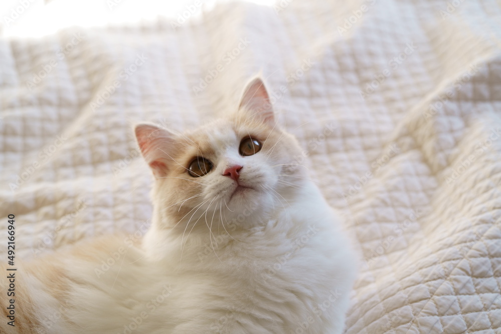 Obraz premium かわいい猫