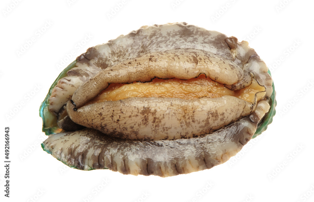 Raw abalones on the white background Raw abalones on the white background