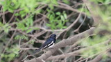 Oriental magpie robin perched on a tree branch