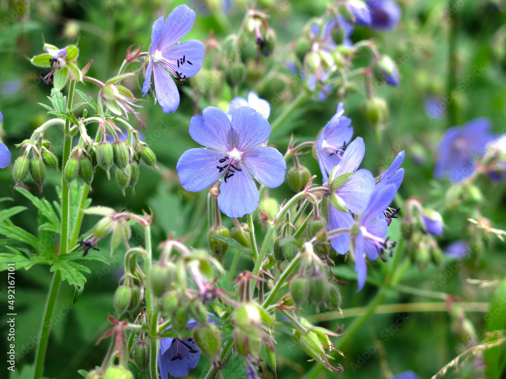 meadow (forest) geranium (Geranium sylvaticum, pratense) blooms with small blue flowers meadow (forest) geranium (Geranium sylvaticum, pratense) blooms with small blue flowers