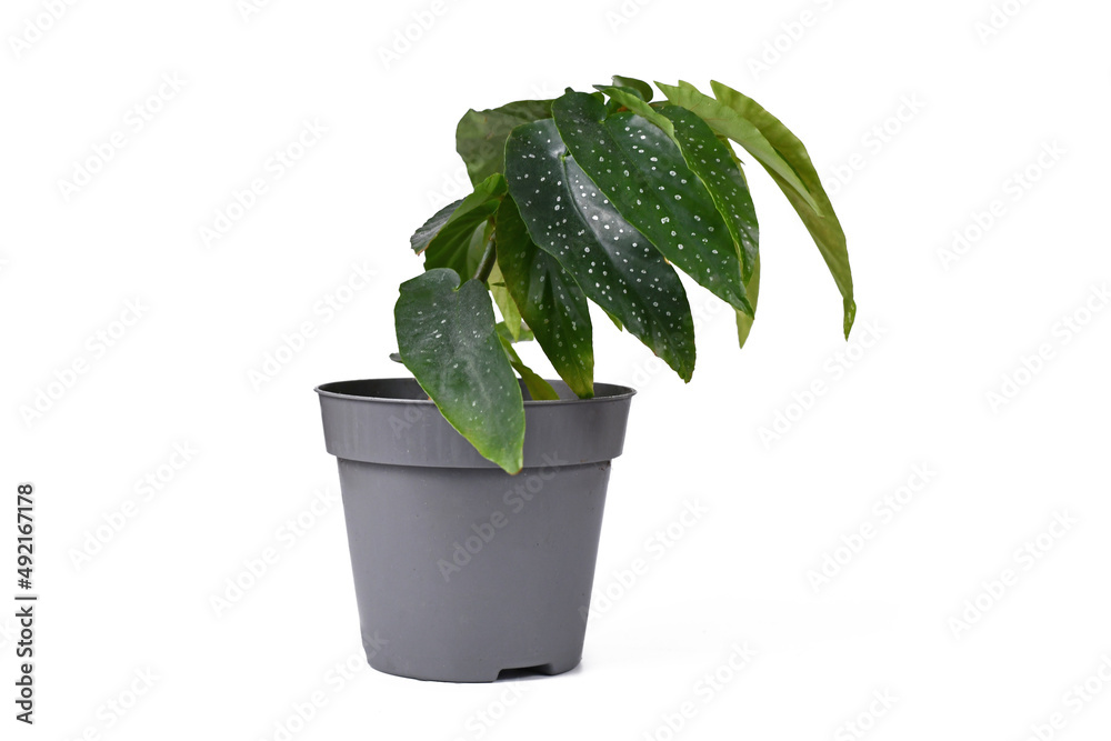 Fototapeta premium Potted 'Begonia Tamaya' houseplant on white background