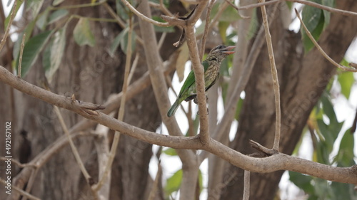 White-cheeked barbet perched on a tree branch