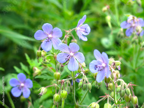 meadow  forest  geranium  Geranium sylvaticum  pratense  blooms with small blue flowers