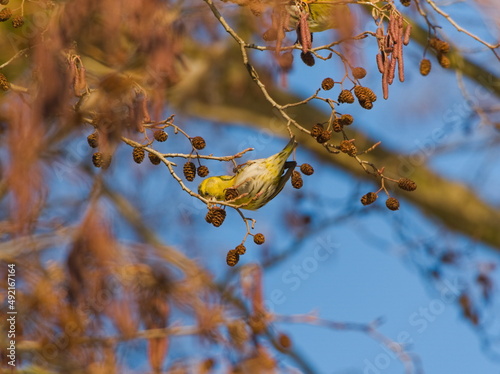The Eurasian siskin (Spinus spinus) Small bird in a tree while eating. Tiny, colorful, singing bird