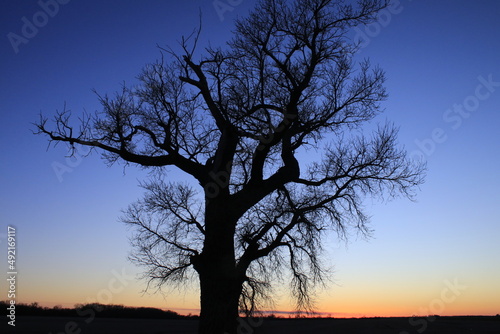 Kansas colorful Sunset with a tree silhouette out in the country west of Nickerson Kansas USA.