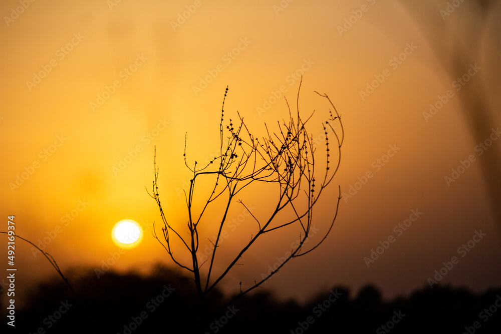 Fototapeta premium sunset in the field