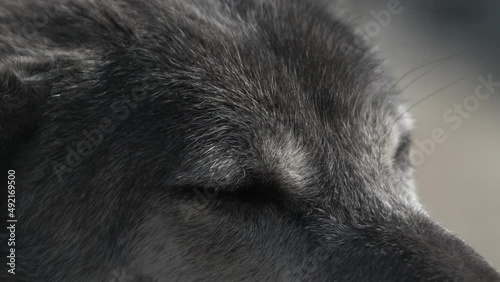 Magnificent wolf eyes close-up. Wild animals.