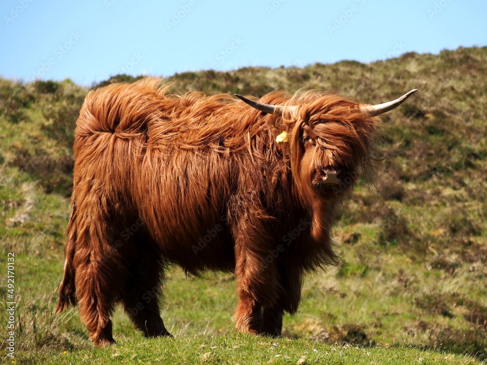 Hairy coo Hairy coo