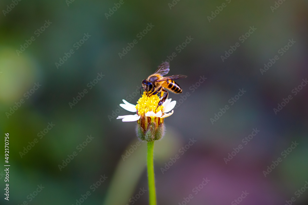 Close up of a working bee on a flower Close up of a working bee on a flower
