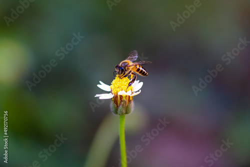 Close up of a working bee on a flower 