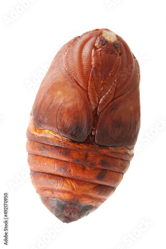 chrysalis silkworm ,silk worm cocoon on white background  photo