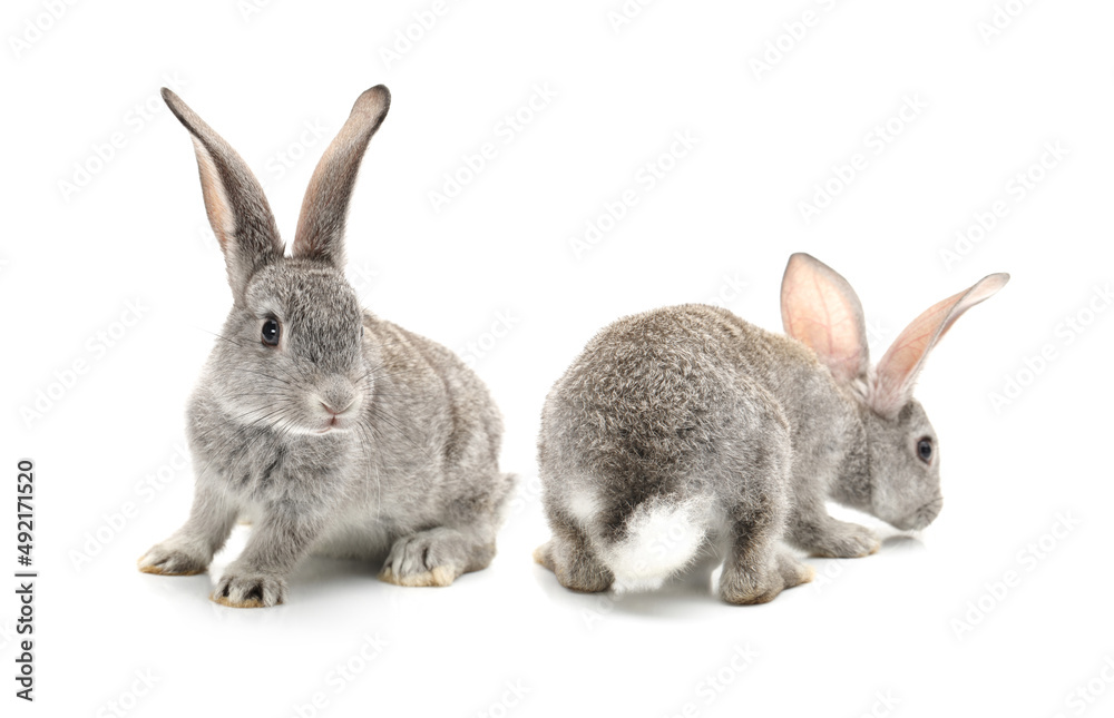 Obraz premium rabbit on a white background 