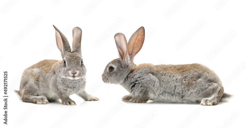 Obraz premium rabbit on a white background 