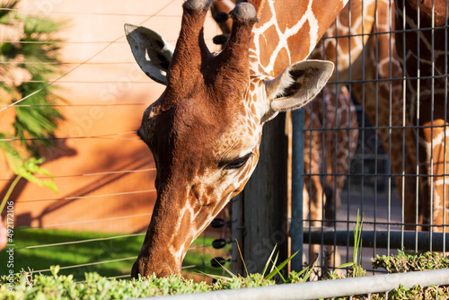 Giraffe head face, Headshot. funny beautiful Giraffe eating luscious green grass on a sunny day. Close up of African Giraffe Eating leaves on branch, bushes. Feeding. During daytime photo. Wildlife.
