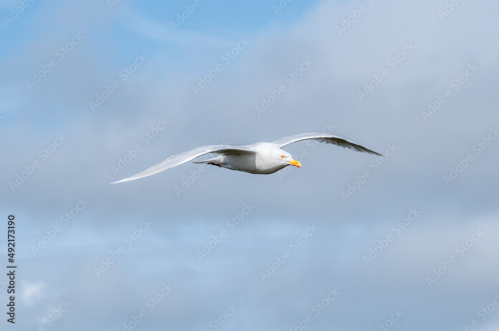 Glaucous Gull (Larus hyperboreus) in Barents Sea coastal area, Russia Glaucous Gull (Larus hyperboreus) in Barents Sea coastal area, Russia