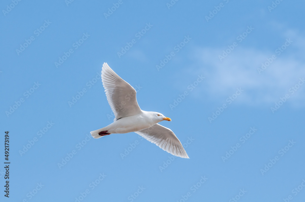 Glaucous Gull (Larus hyperboreus) in Barents Sea coastal area, Russia Glaucous Gull (Larus hyperboreus) in Barents Sea coastal area, Russia