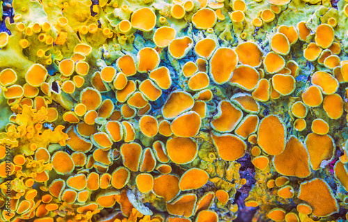 Yellow maritime sunburst lichen - Xanthoria parietina - background
