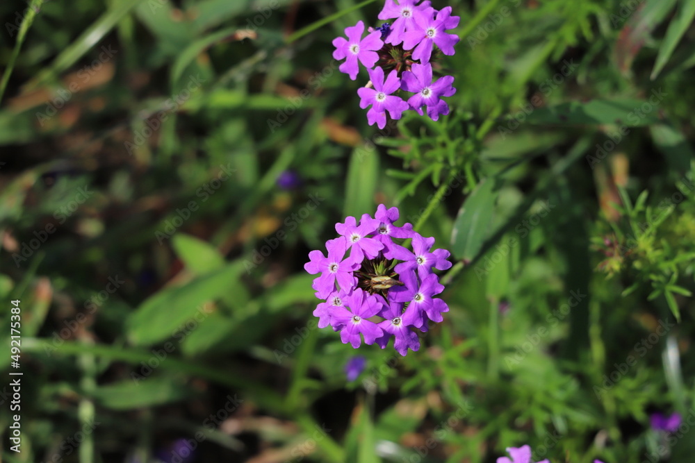 日本の秋の公園に咲く紫色のバーベナの花 日本の秋の公園に咲く紫色のバーベナの花
