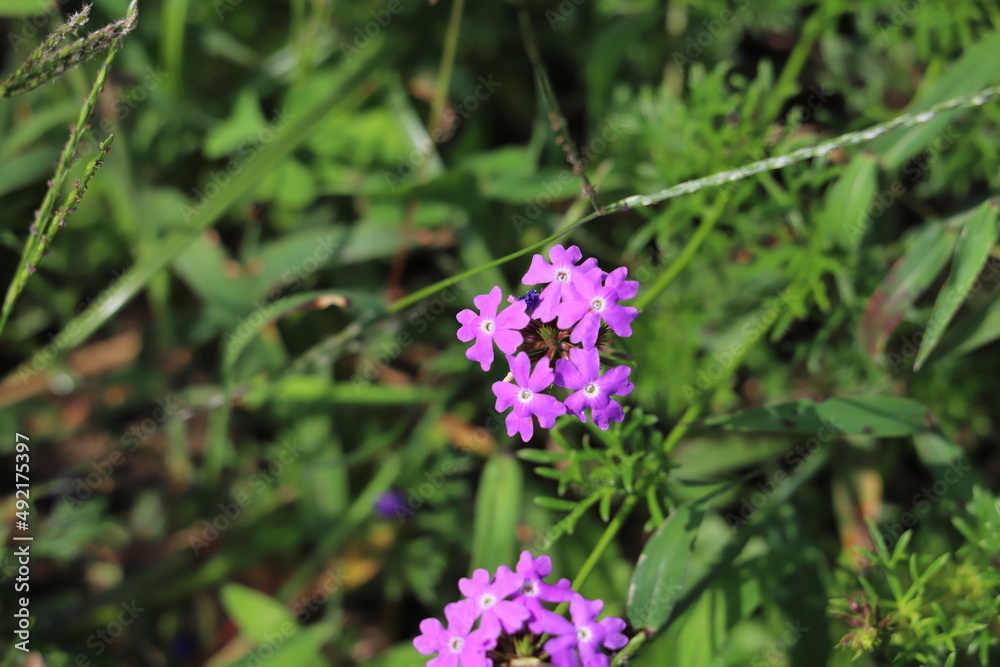 日本の秋の公園に咲く紫色のバーベナの花 日本の秋の公園に咲く紫色のバーベナの花